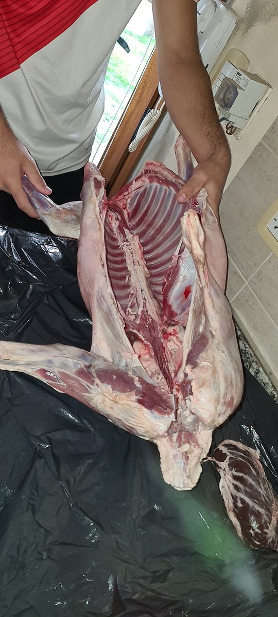 Cago el perro