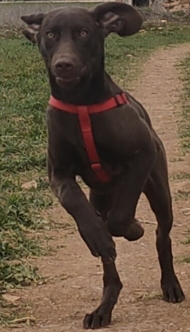 El_Hacedor's tweet photo. #Chazo , toma!! 🤪🐶💞 https://t.co/G3K1R4MMZw
