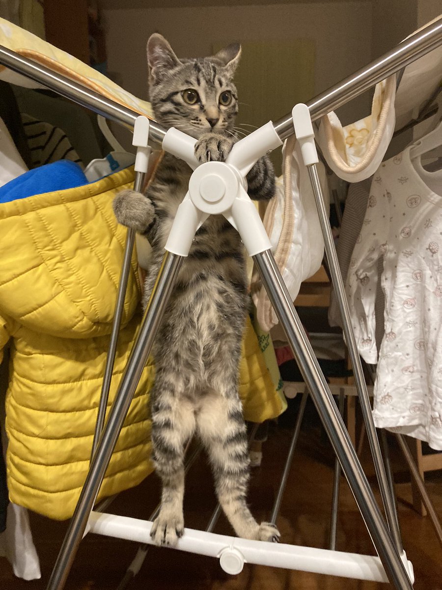 タグ どうしてこうなった の注目ツイート メガとんトラック