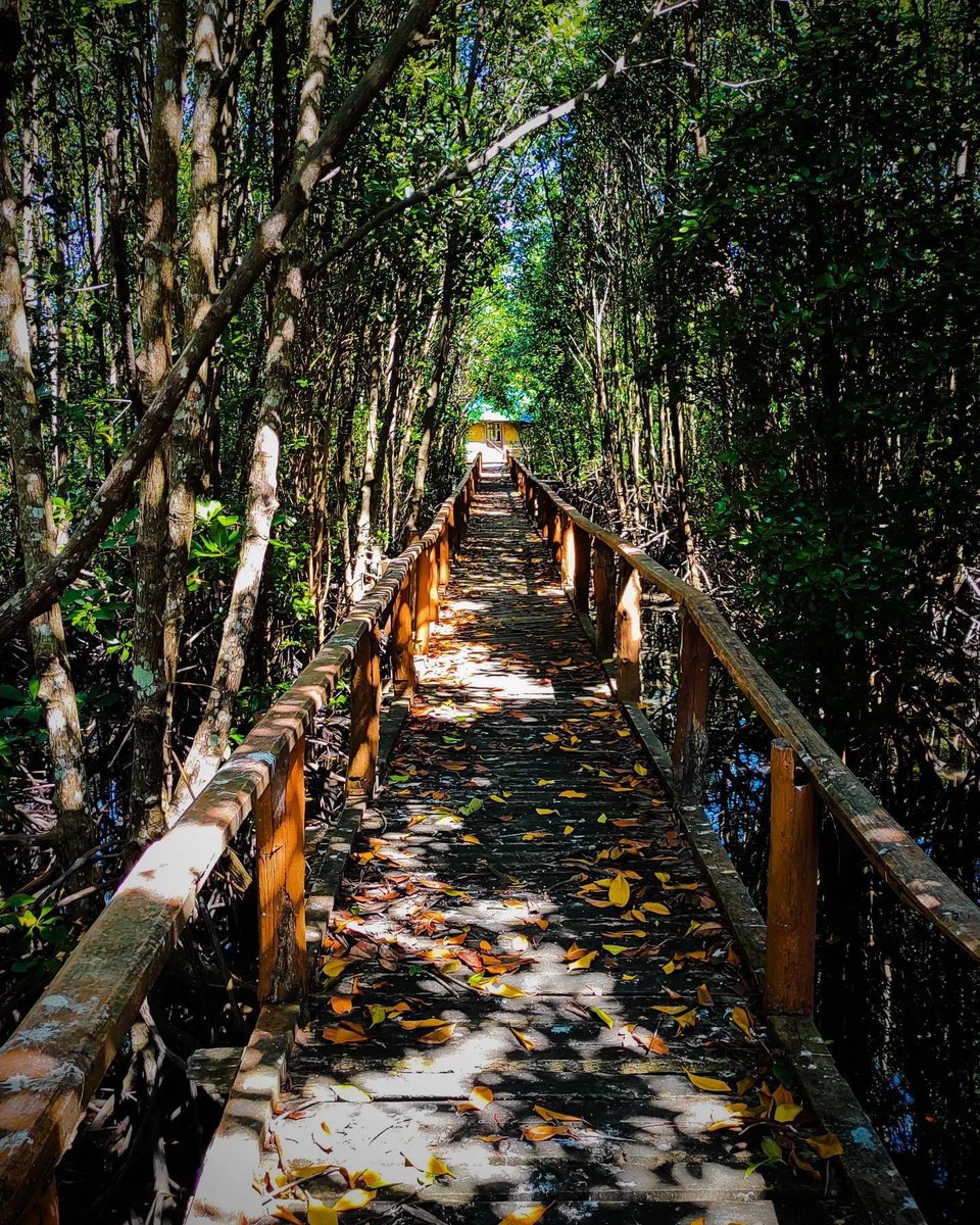 Mangrove walkway developed by the forest department to explore the mangroves and the surroundings. #AndamanHolidays #AndamanDMC #AndamanNatureTours #Mangrove #ProtectTheNature P.C.: Arun Singh