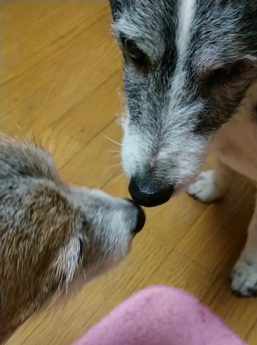 shige_ja's tweet photo. ママも仲間に入れて♥️
#ジャックラッセルテリア 
#シニア犬 https://t.co/oM414Q7tDs