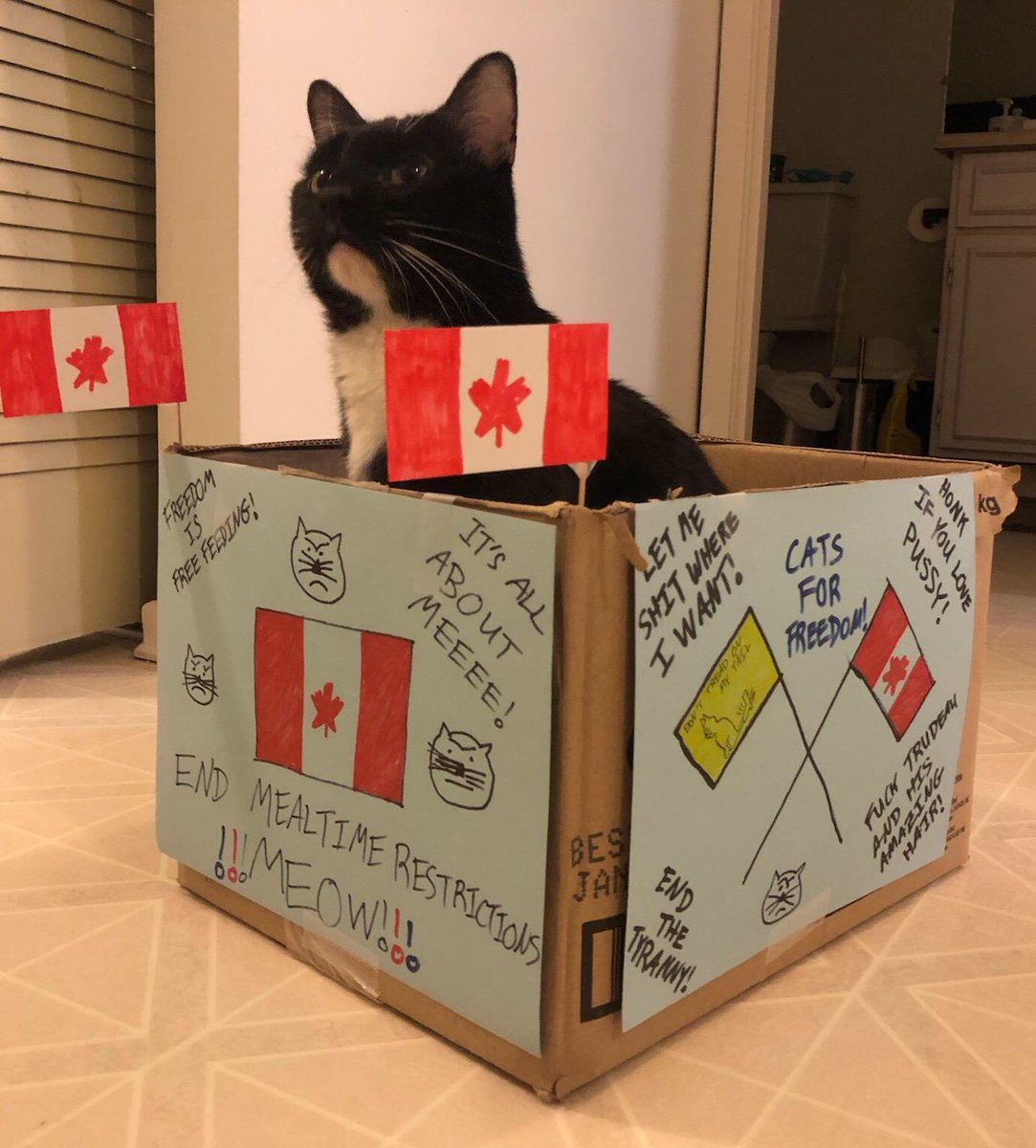 higldiepigldie's tweet photo. #FluTrucksClan 
Just a guy stuck in an Ottawa apartment with his cat making the best of things https://t.co/s1thXWP1cf