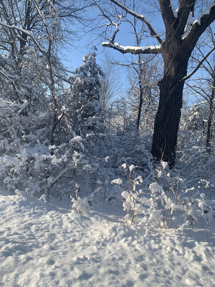 chasrabesh's tweet photo. Beautiful day on my #fatbike @MyMetroparks #secorpark https://t.co/Q3GcnwqzUo