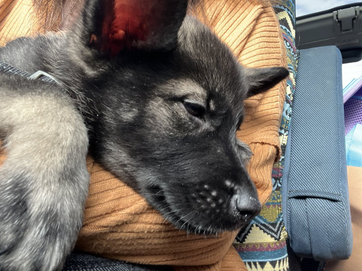 longingalways's tweet image. Baby Oso. He’s so sweet, respects his feline elders, and just wants to rest his little puppy chin on me and Laurence 🥰✨