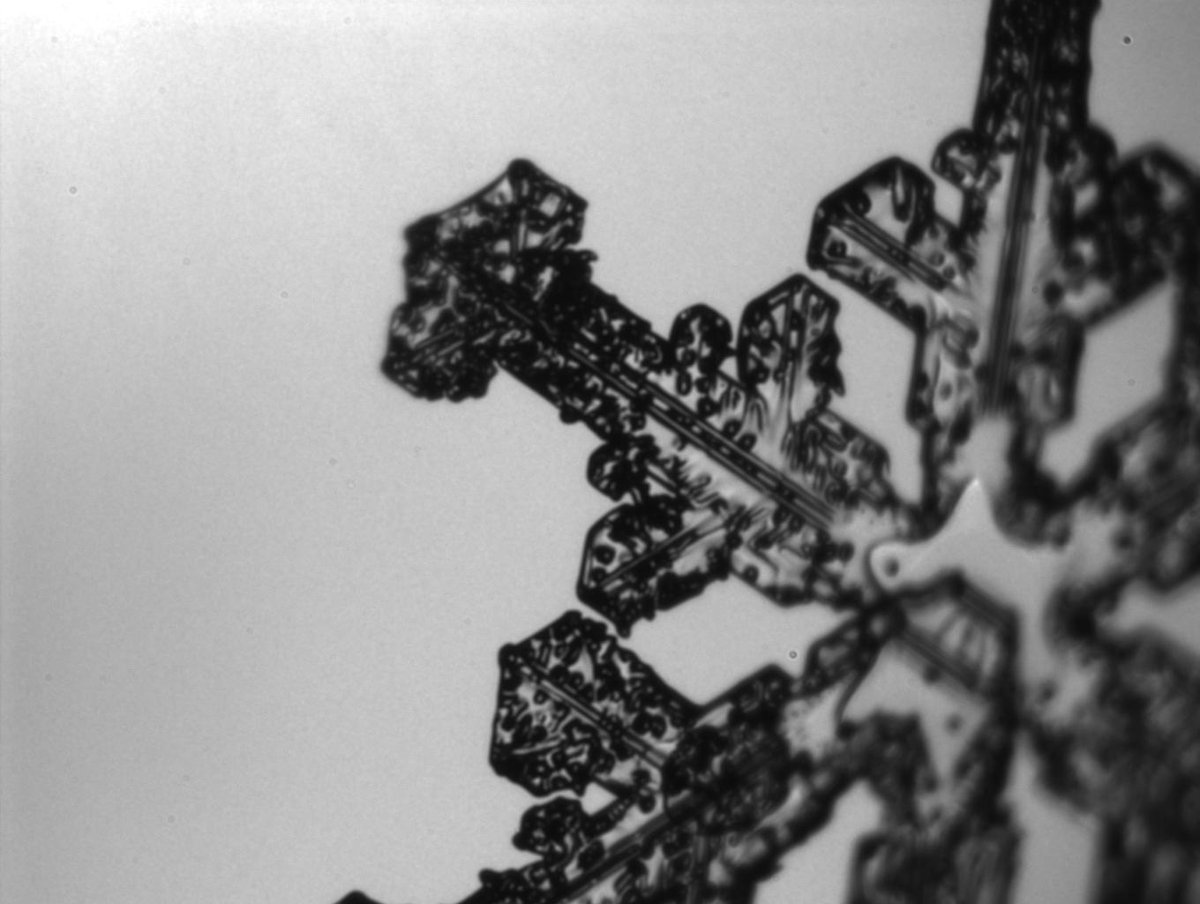 SnowIMPACTS's tweet image. We never get bored of snowflake images from this PHIPS probe. This gem shows supercooled water sticking to a photogenic dendrite.