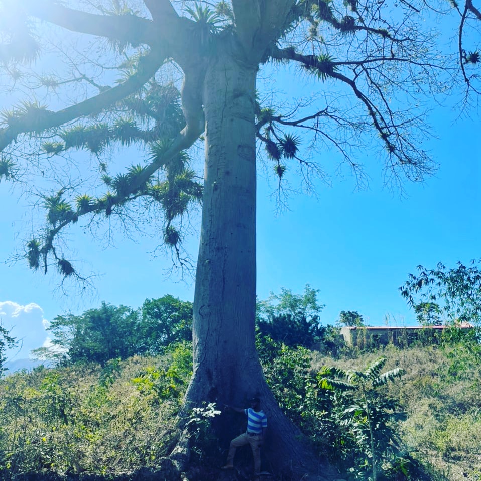 ederaudate's tweet photo. A la découverte du parcours des #arbresPatrimoniaux d'Haïti. Cet arbre de #Mapou  #Ceiba #pentandra L, se trouve à #Tara's #Laboule/ Petion Ville, #Haïti,  Géant/Sacré, arbre à dimension magique/mystique. @EnvironnementHT https://t.co/6ZRQFUn0bk