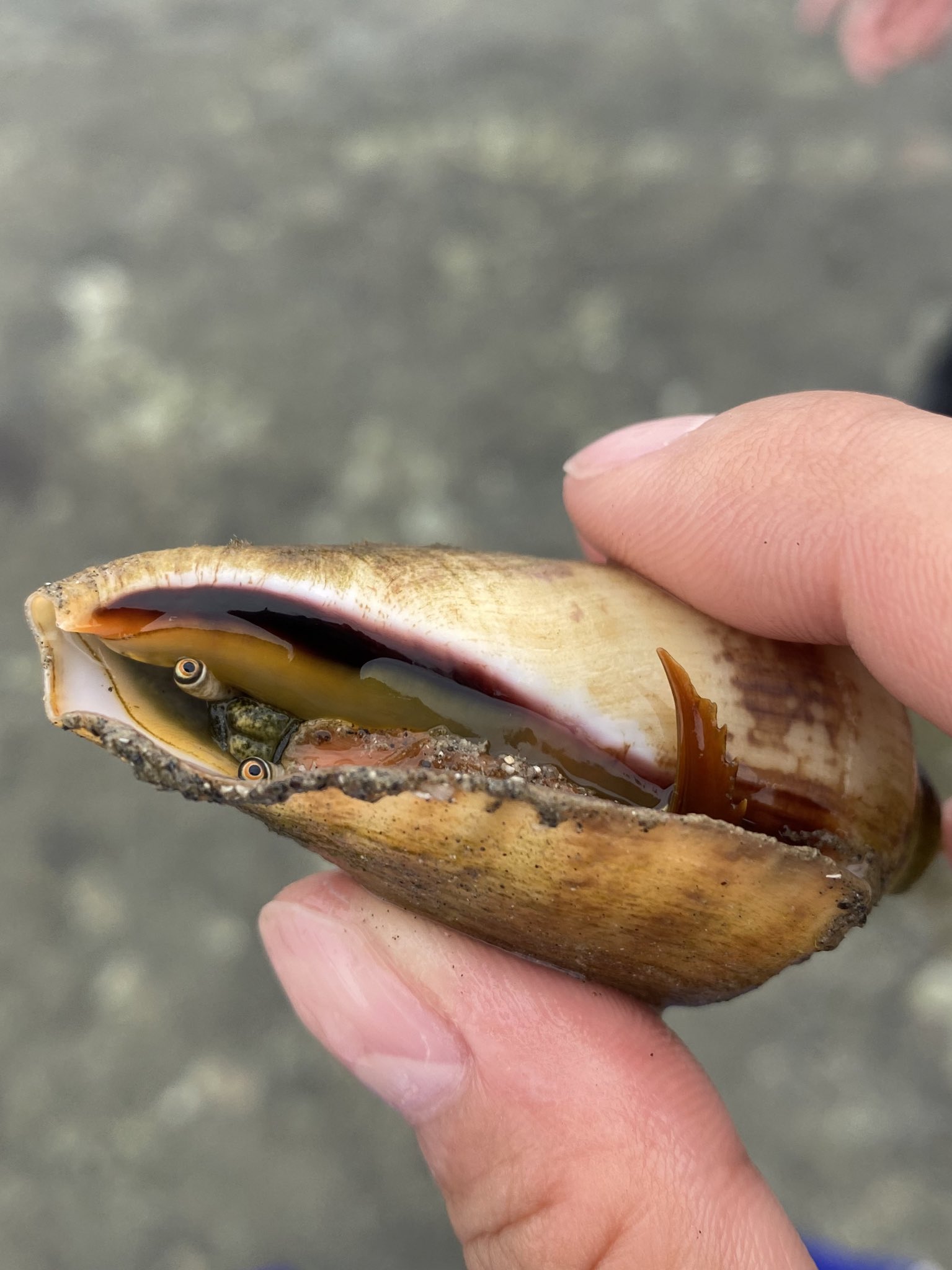 深海魚ブランドlavca M Sea Slug 0509 クモガイもミギーみたいな目なんですね 初めてマガキ貝を採取してこの目と目があった時 本当にエイリアンかと思って悲鳴上げました T Co Klyyiu6suy Twitter