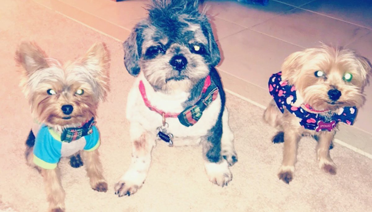 TAYSTEVENS's tweet photo. #timelinecleanse photos of #dogs cute fkn dogs and im not just saying that cause they are mine lol #dogsoftwitter #shihtzu #yorkie my angels!! im #Blessed that shaggy is over 18 with ailments of course but still hanging tough pinky knew i had cancer b4 i did #becausedogs https://t.co/CjFXI2dON1