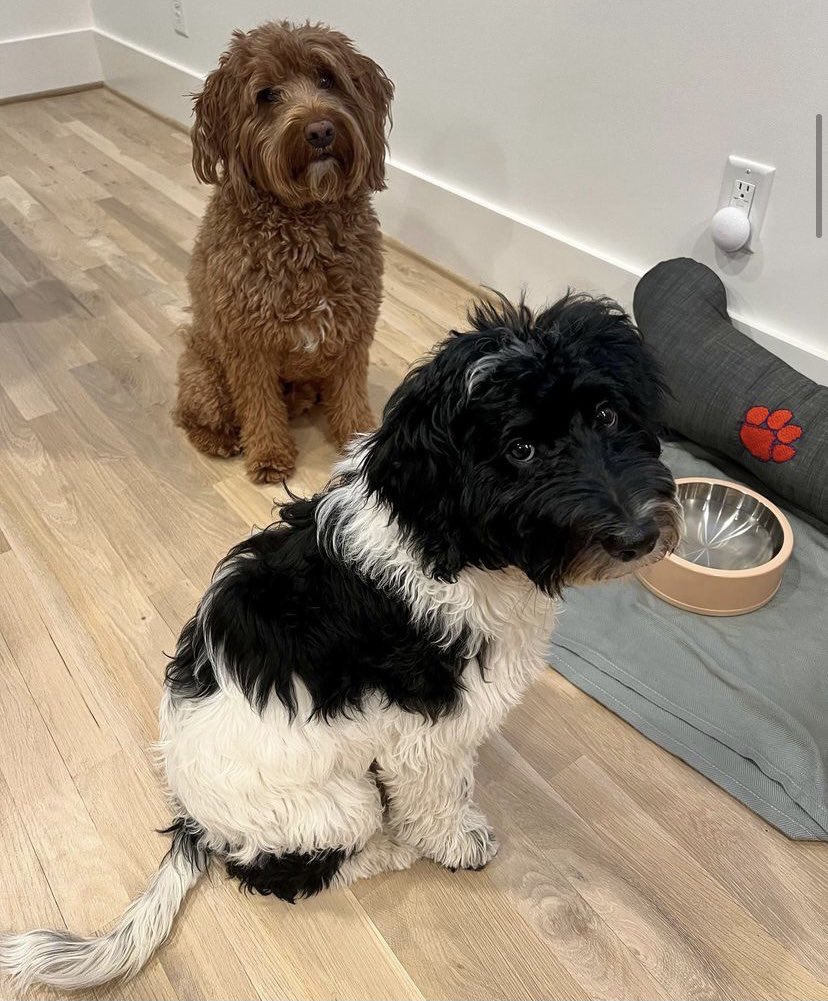 tlcpetfood's tweet photo. You know it’s dinner time when they give you this look🐾❤️ Photo via @thedoods_princeandcharlie #dinnertime #mealtime #goodeats #dogfood #dogdinner #dogfooddelivery #hungrydog #doglife #dogmom #healthydogfood https://t.co/2LGU4nDY40