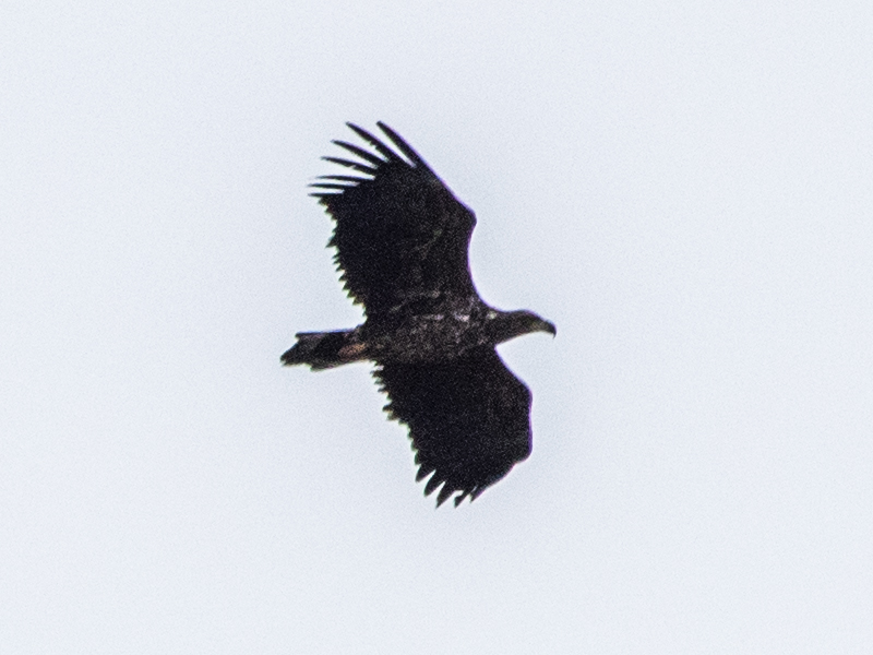 applewildlife's tweet photo. Watched this White-tailed Eagle at @Pensthorpe &amp; Ryburgh/Sennowe.  Then when it was in the air I figured I'd be able to see it from my patch  (N. Elmham).  Drove to a vantage point in Elmham with a view to looking back to Ryburgh, but it beat me there and I got my best views yet. https://t.co/8uwbWDZxRj