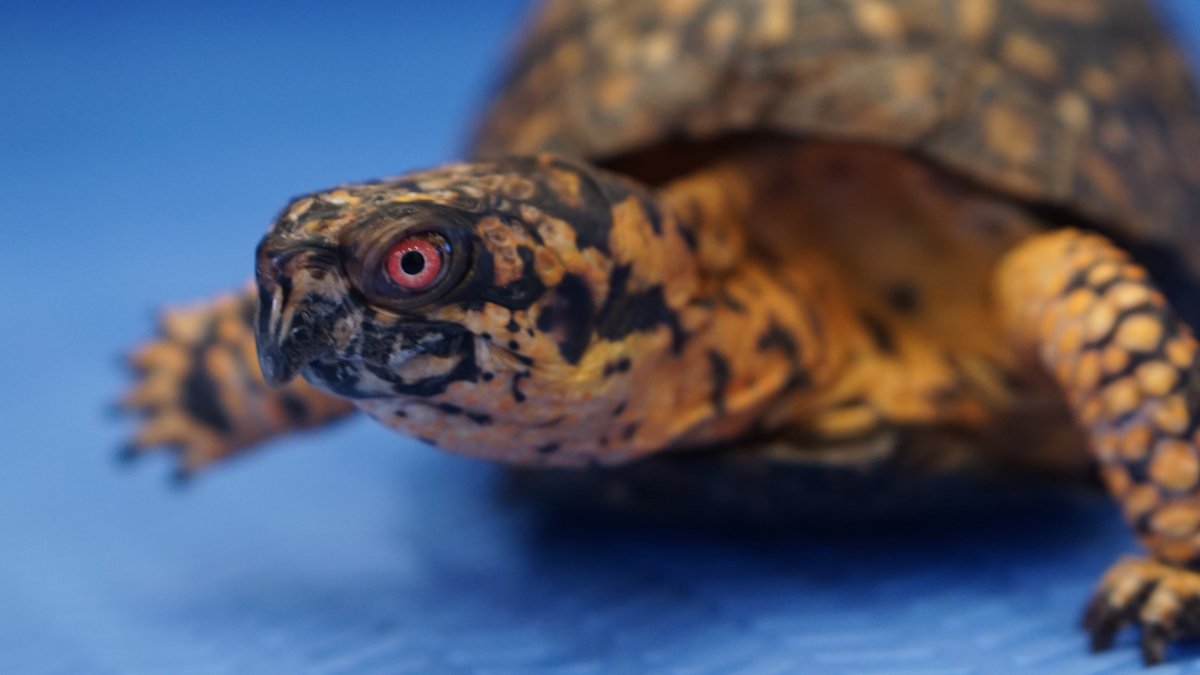 JoshDataTurtle's tweet image. Every few years I get new head shots for my social media.