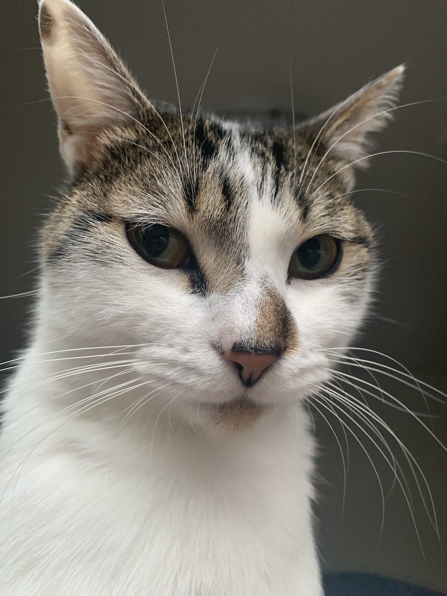 Touch_Touch1's tweet photo. “What? You’re trying to sleep? “ #CatsOfTwitter #alarmclock #goodmorning #riseandshine #getup #dryfood #Caturday #BestFriends https://t.co/Pr0ky0UfmI