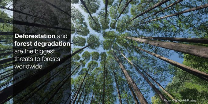 AnnaKavanaugh's tweet image. Our #forests are a vital component of #climate balance and stability as they annually absorb 2.4 billion tons of #carbondioxide. We must protect our woodlands as if our lives depend on it... because they do. #deforestation #climatechange #environment #sustainability 🌎🌲🙏💚