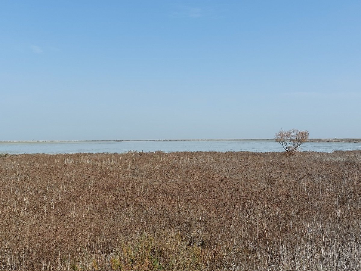 Wim Tijsen (@tijsenw) on Twitter photo Dutch #godwit team from <a href="/GlobalFlyway/">Global Flyway Network</a> & <a href="/univgroningen/">University of Groningen</a> was today in cota #Doñana in Veta la Palma area. Where normally 25k #btgodwit's spend time to refuel for last trip to the Nths. But dryness keeps birds away from this area. Another complex factor for the birds on #migration Dutch #godwit team from <a href="/GlobalFlyway/">Global Flyway Network</a> & <a href="/univgroningen/">University of Groningen</a> was today in cota #Doñana in Veta la Palma area. Where normally 25k #btgodwit's spend time to refuel for last trip to the Nths. But dryness keeps birds away from this area. Another complex factor for the birds on #migration