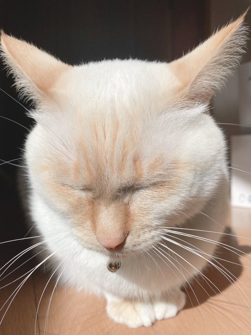 笹かまのtwitterイラスト検索結果 古い順