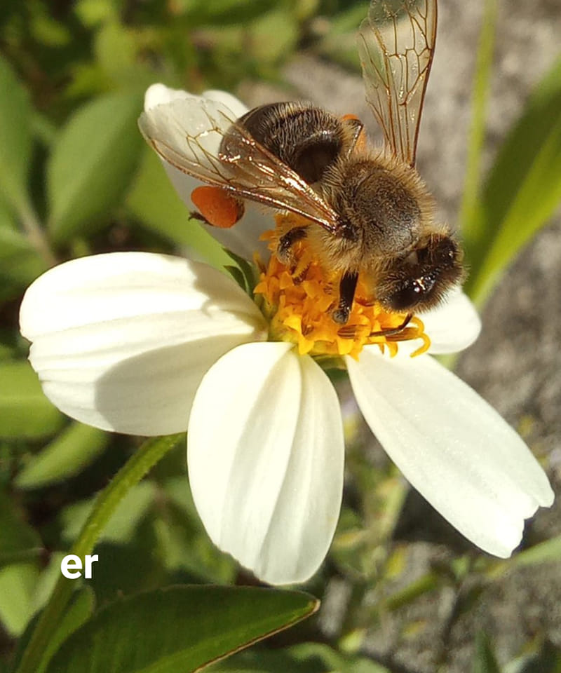 itsericrose's tweet photo. Keeping active and capturing a pollinating bee on a Shepherd's Needle, in The Bahamas, with the Samsung Galaxy A31.

@SamsungMobileUS @SamsungCRBN @shots_samsung  @SamsungLatin @SamsungMobile @tourismtoday242 #Bahamas #bee #nature #withGalaxy #photo #bees @BTC242 @be_aliv https://t.co/QwXenIhTZk