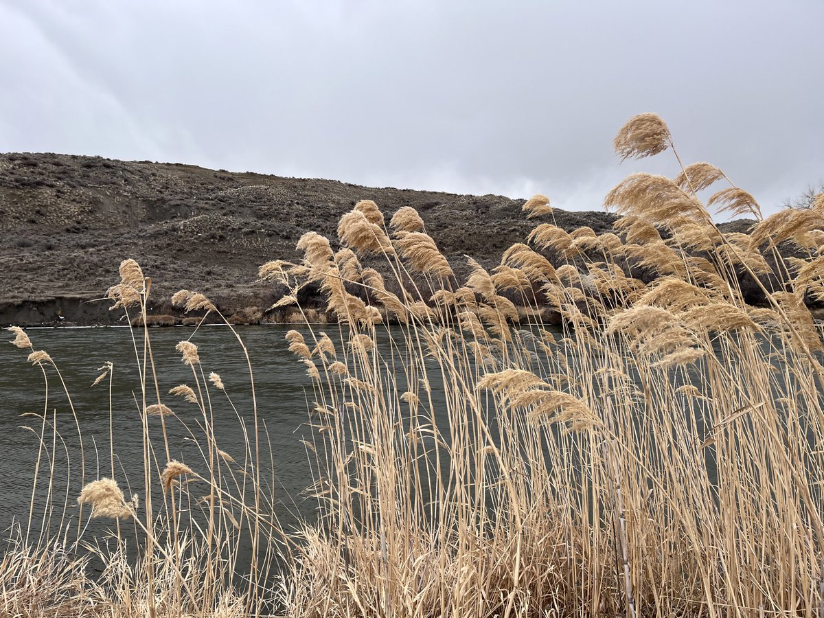sconepig's tweet photo. Lovely grains (?) bowing to the Big Horn River between Custer and Hardin. https://t.co/SxM1INsNPv