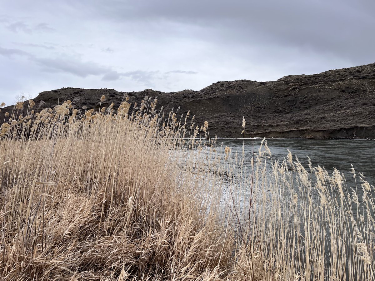 sconepig's tweet photo. Lovely grains (?) bowing to the Big Horn River between Custer and Hardin. https://t.co/SxM1INsNPv