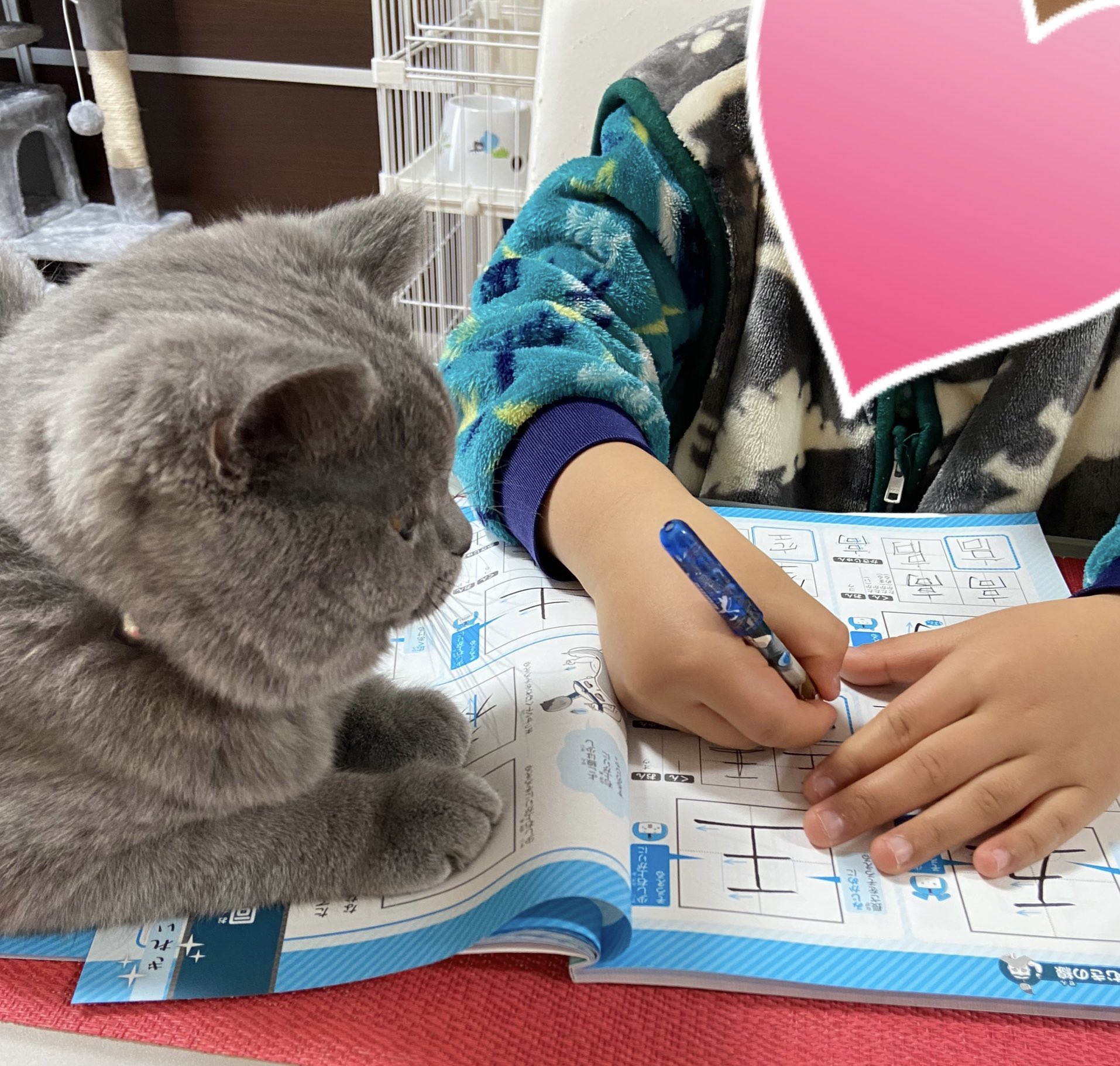 わんにゃん S そこ 書き順が違うにゃ 息子の専属家庭教師 にゃんこ先生 猫 猫のいる暮らし ブリティッシュショートヘア T Co Xrplef8r9p Twitter