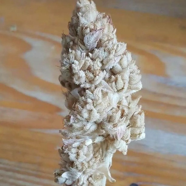 stonerq_'s tweet photo. Not sure if this an albino strain or super bleached? https://t.co/v0P8St4hhH