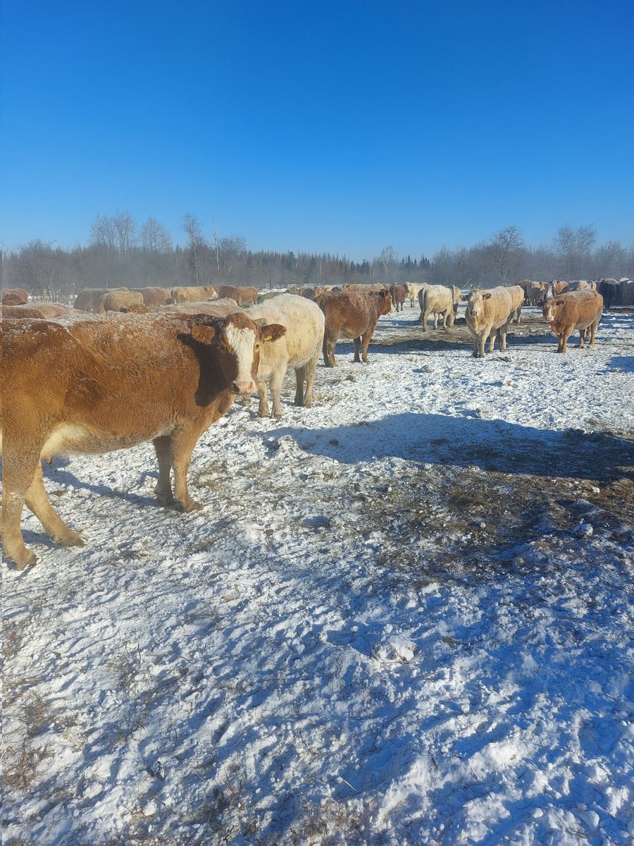 desrochersfarm's tweet photo. Trying to find some agricultural content on twitter.Not a lot of success.I miss seeing frozen water tubs, clean tractors, broken machinery, and livestock! I don't believe federal or provincial government or their party is dividing this country,social media is. #letstalkag https://t.co/AuzW6jimkK