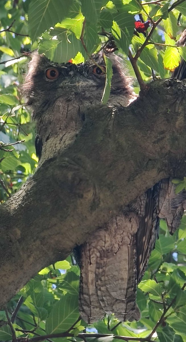 VintageBauer's tweet photo. Sunday in Tawny world...
#AussieBackyard
#birding https://t.co/5ZE2Py8m9K