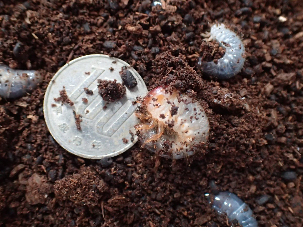 フローレンシスニセヒメカブトムシの卵が孵化していました 成長の早い幼虫では2令幼虫になっている個体もいました 卵から成虫になる 22 02 06 東区の動植物園 水族館 広島市森林公園こんちゅう館 まいにちを豊かに りっち