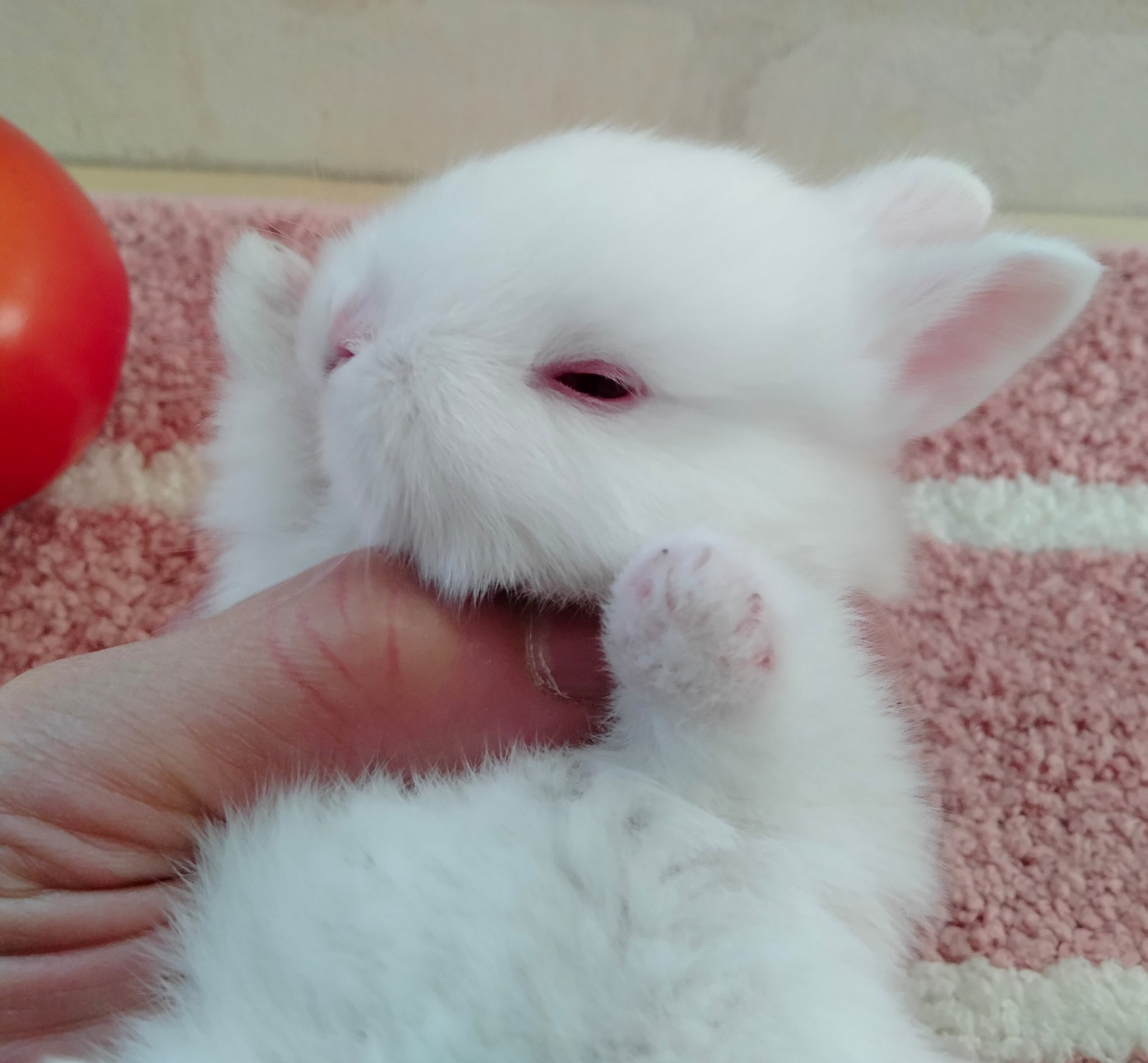らびっchu ネザーランドドワーフ 1月日生まれ ルビーアンドホワイト 赤いお目々と白毛がとても綺麗です 鬼舞辻無惨なんて言っちゃや よ な子 T Co 6pnfvaserx Twitter