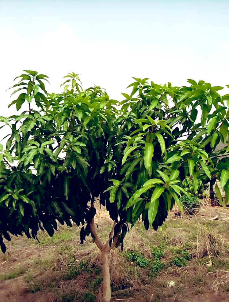 Farmers are always looking to stay up to date on the latest consumer demands. See how a mango farm in Ghana increased economic growth and welfare. #farming #Ghana #Basalcrops #mango #fruits #SupplyChain #africa