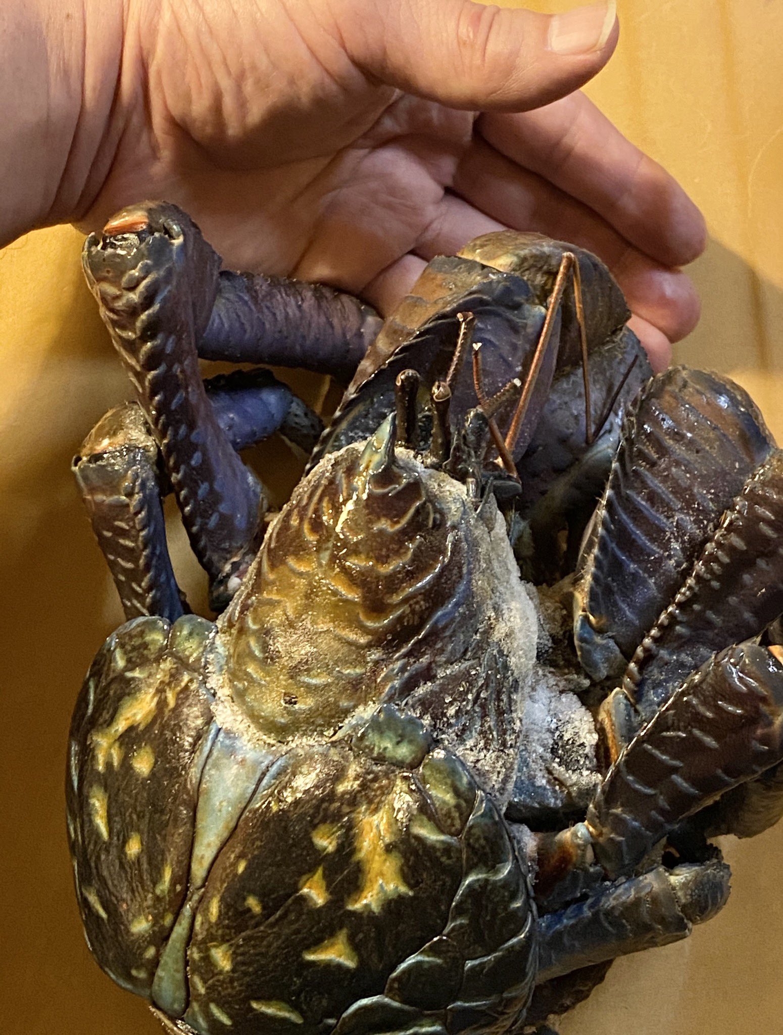 伊礼智 いれい さとし 沖縄からヤシガニが届く 巨大なヤドカリ 茹でると 紫色のボディが赤く変わった 殻が分厚く カニのように上手に 食べることができなかったが おいしい 茹で汁がまたうまいとのことで 素麺であっさりいただきました