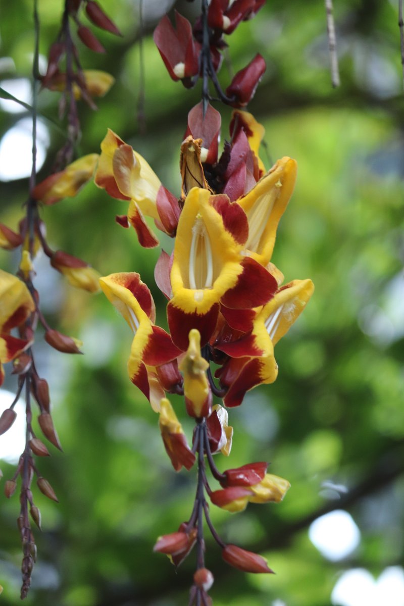 ツンベルギアマイソレンシス　レア　希少 ツンベルギアマイソレンシス レア 希少