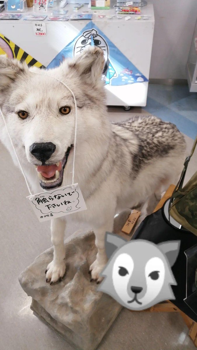 debbitodyssey11's tweet photo. ガゥガゥ。
#MWAM #MANWITHAMISSION https://t.co/79QGDkUVZh