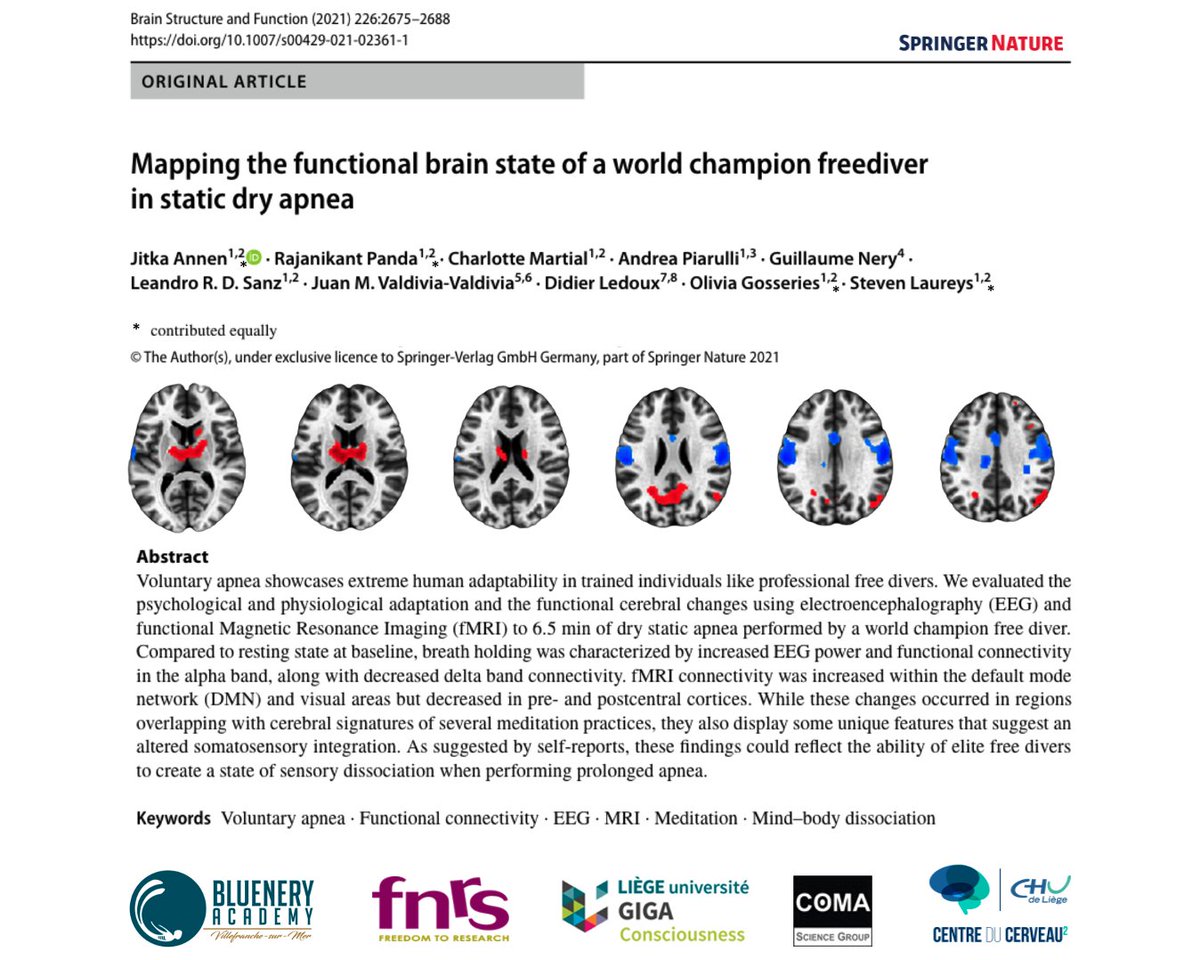 This is what the brain of world champion <a href="/guillaumenery/">Guillaume Néry</a> looks like during 7 min apnea: a dissociative state of deep meditation... 
Read more in our paper orbi.uliege.be/handle/2268/25…
Check out @BLUENERYAcademy for a transformative journey connecting body &amp; soul with the ocean