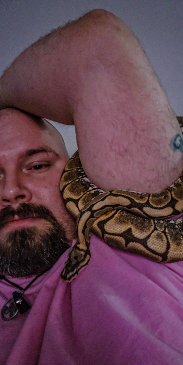 MillennialDood's tweet image. Hanging out with my #spiderballpython