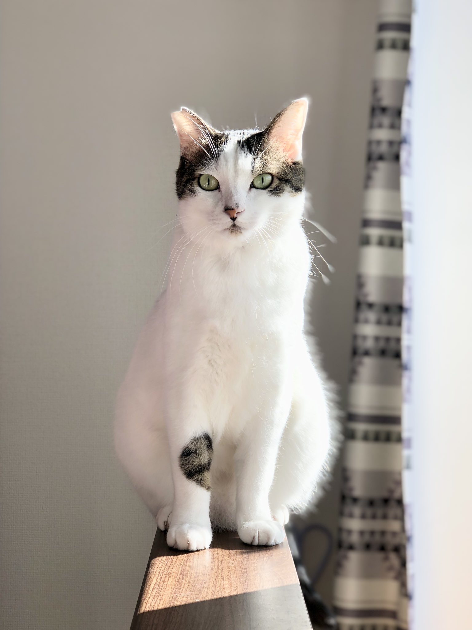 ゆうちゃん Junpuk Twitter