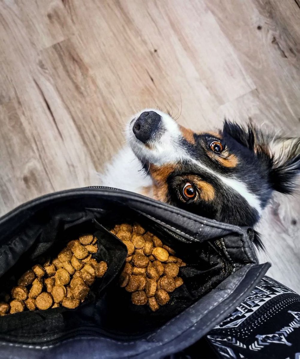 Try training with VALENS 👍

#premiumdogfood #dogsofquebec #dogtraining
