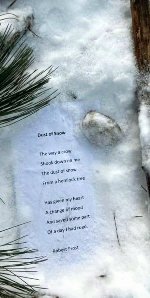 Someone, a fairy?, is leaving poems on a stump in a well- frequented pine grove in a local woods. #robertfrost @Mindlessrobot37 @KathyRaven85 @BsoRules @LaurieMit @ElkStarRanch @terry_sackett @mamalou8