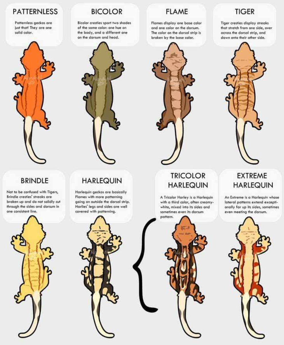 こういうモルフ本を日本の出版社に
出して欲しいのですがダメですか？
#爬虫類 #crestedgecko
#クレステッドゲッコー