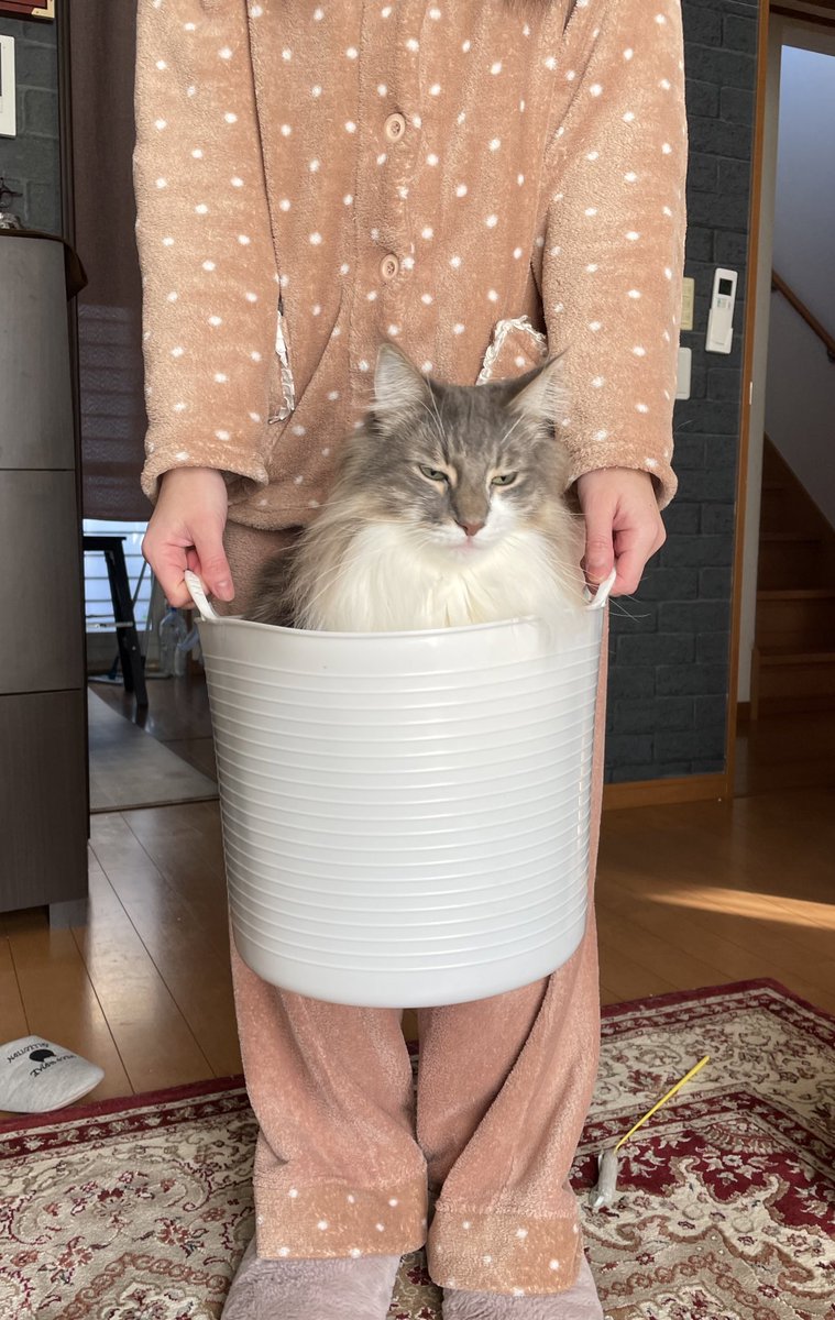 ドナドナされた猫です 飼い主に連行される猫の顔に爆笑 不機嫌そう 俺が何をしたっていうんだ まいどなニュース