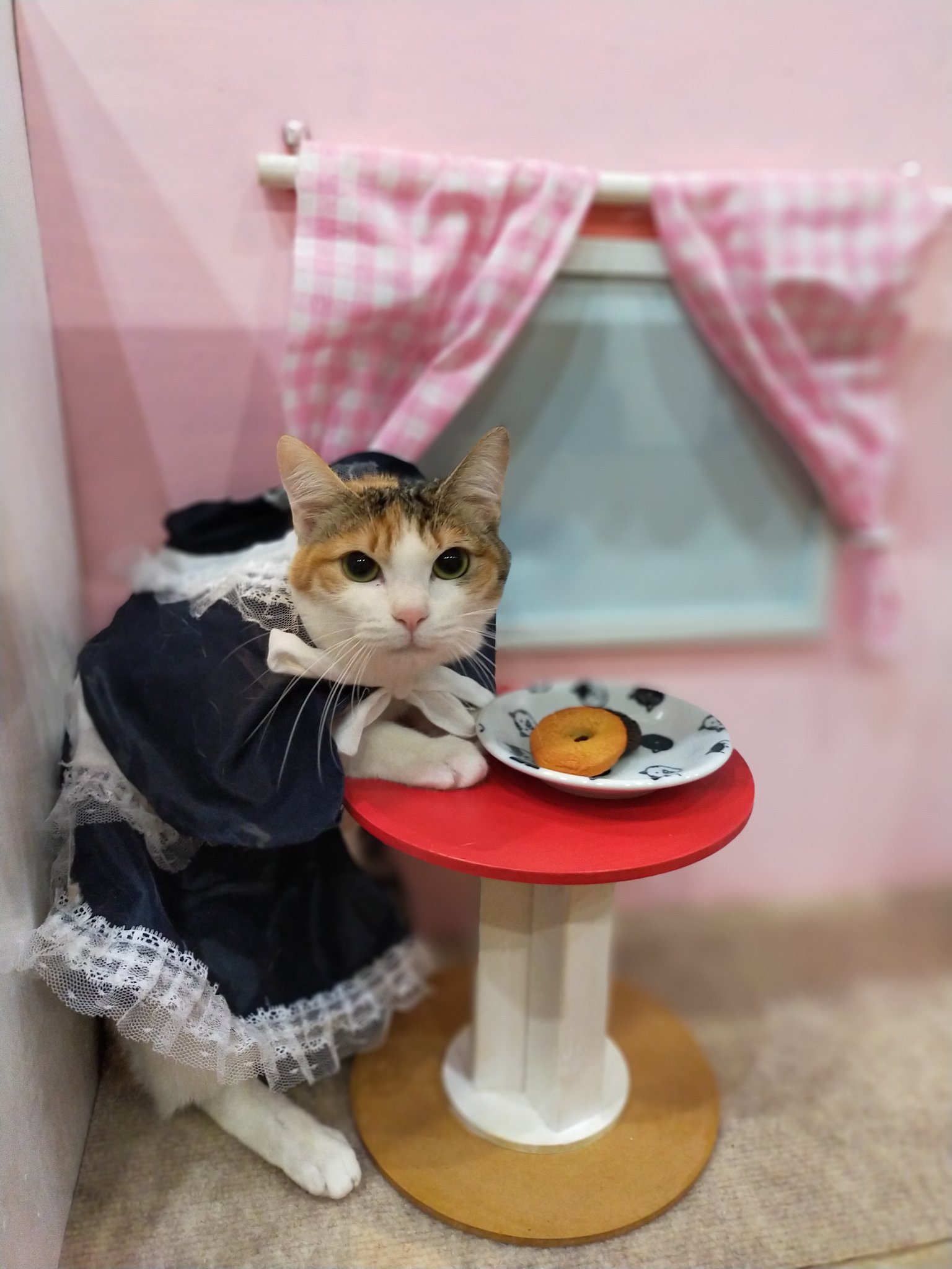 公式 猫カフェshana Cat Cafe Shana Twitter