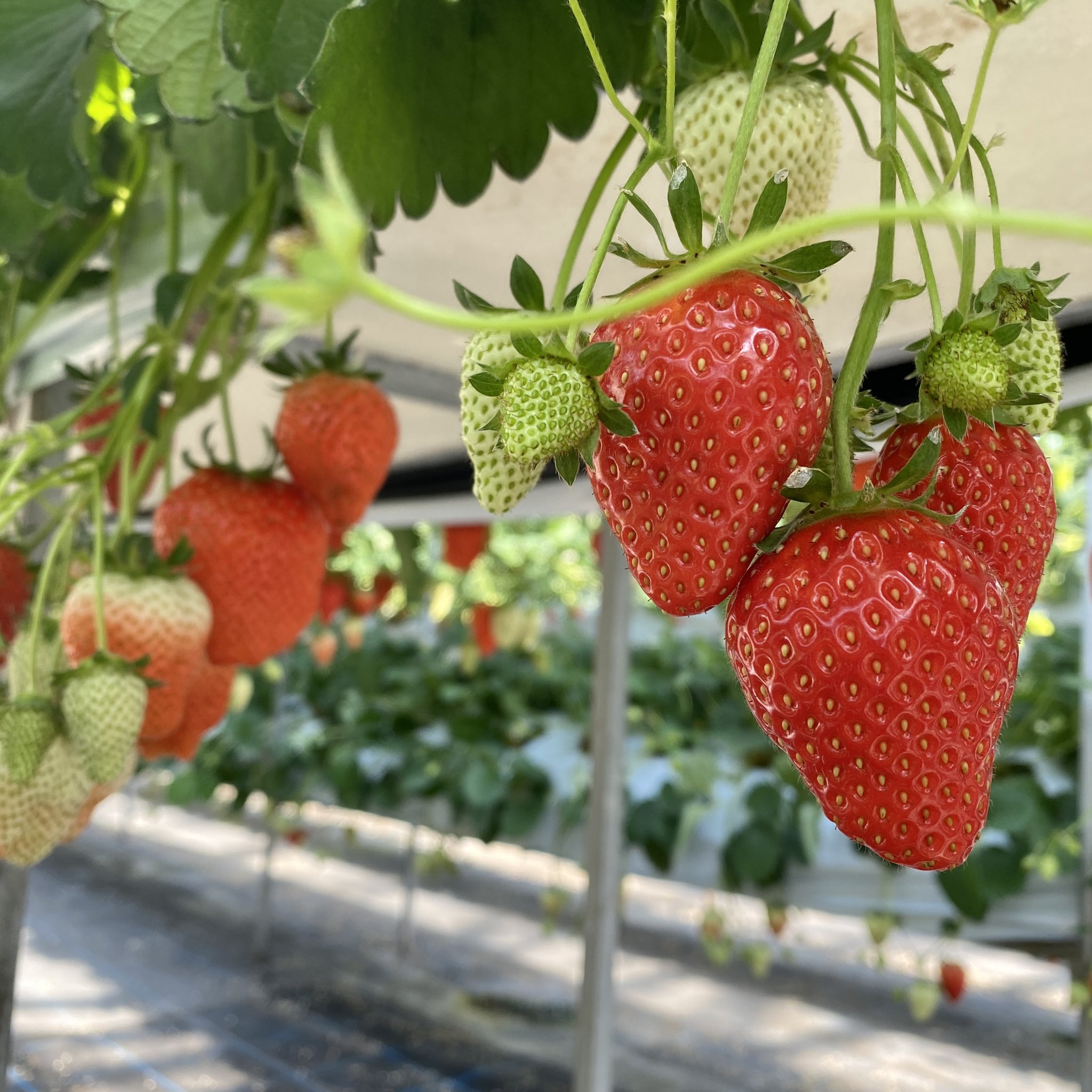 富津アクアファーム Twitter Search Twitter