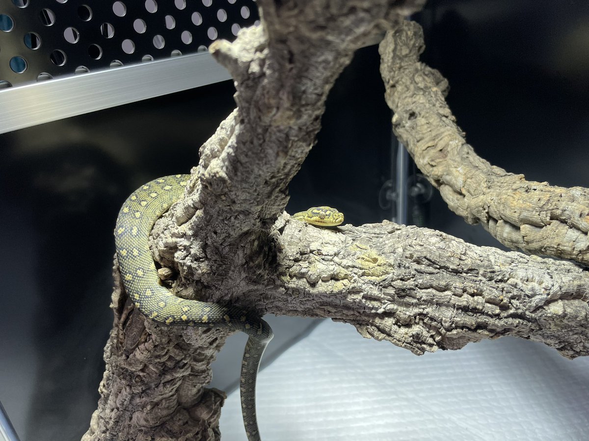 krs_reptile06's tweet photo. シリウスちゃんや、メタハラ直下とはいえその発色ヤバすぎんか😳
#ダイヤモンドパイソン
#デンドロパーク
#Starpythons https://t.co/FafJ5S7WJY