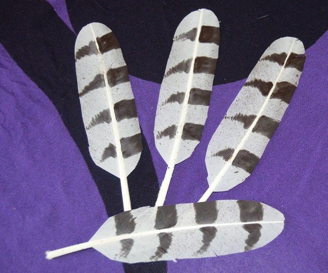 SageAdviceShop's tweet photo. Imitation Baby White Owl Feather for smudge kit, crafts #etsy #smudgefeather #ceremonialfeather #owlfeather #altarfeather #blessedfeather #sagewandfeather #feather https://t.co/tYtwhW6Pbx https://t.co/nfqr5lEhX8