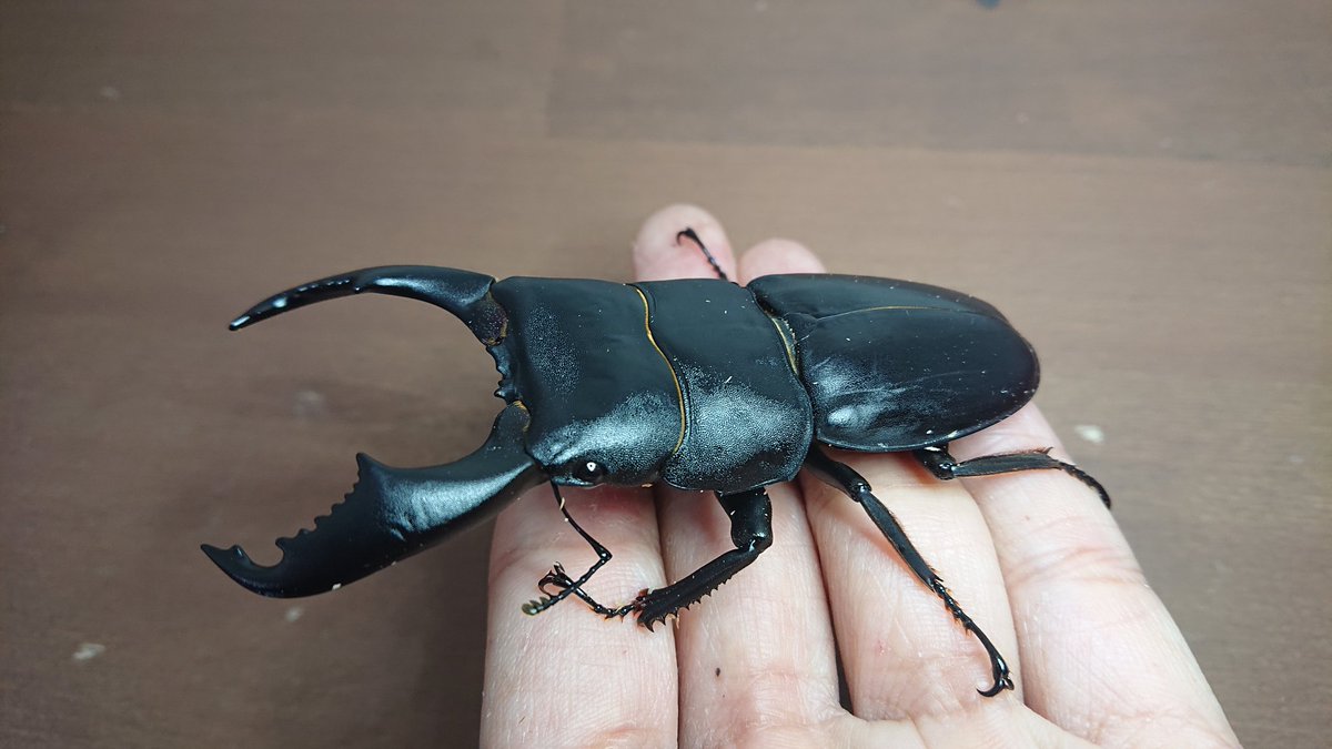 スマトラヒラタ テイオウヒラタ ヘラクレス