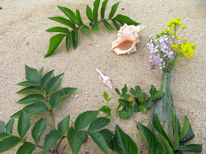 海辺の風景海浜植物の緑と菜の花 浜大根の花のコラボが綺麗です 奄美amami The Collaboration Of Green Beach Plants Rape Blossoms Pinqueue