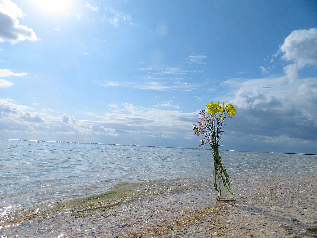 海辺の風景 久々の青空、明るい陽射しを浴びて黄色い菜の花が綺麗に咲いています。 奄美 amami The yellow rape blossoms are in full bloom in t