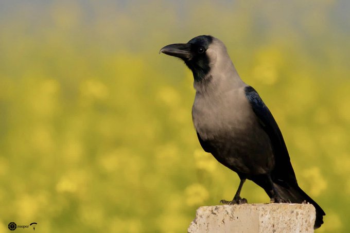 House Crow resting