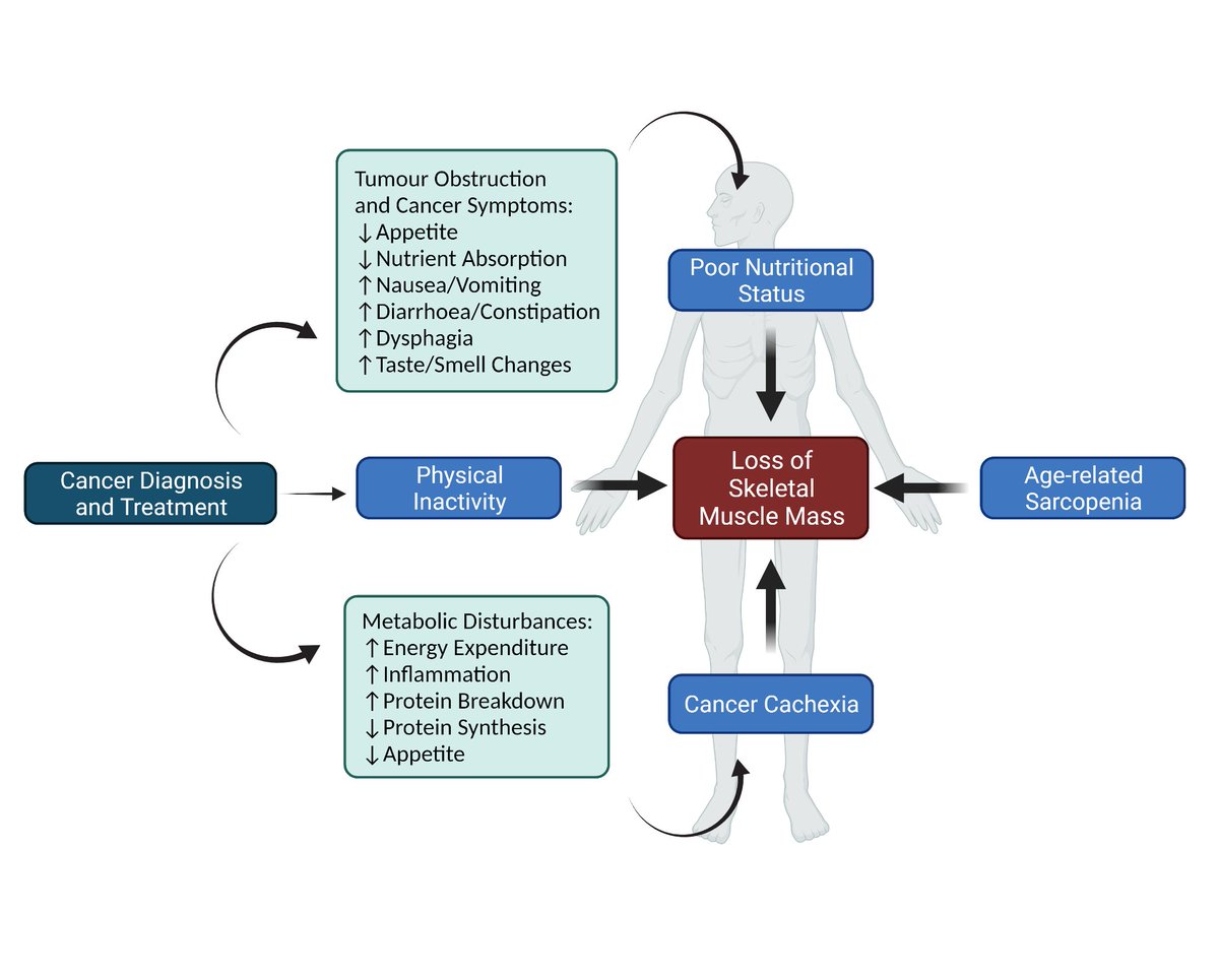 ⭐️Exercise🏋️‍♀️is likely a key strategy to counteract muscle mass loss in people with #cancer. 

But most #exercise RCTs haven't targeted those with (or at the highest risk of)⬆️muscle loss. 

Our take on the current evidence &amp; thoughts for future research⤵️
link.springer.com/article/10.100…