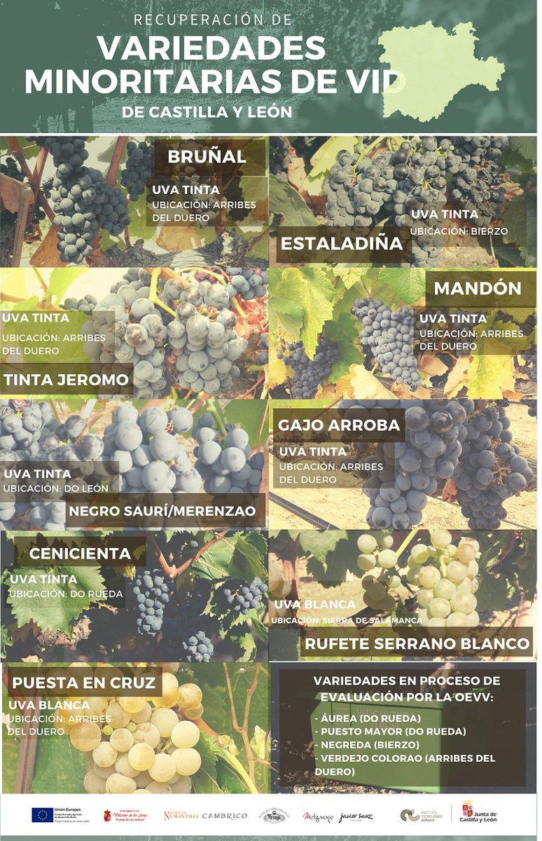 ITACYL's tweet photo. 🍇🍷 Trabajamos en la recuperación de #VariedadesMinoritarias de vid de Castilla y León.
¿Quieres conocerlas todas?
#ITACyL @tierradesabor #FEADER #VARMINVID
🔗 https://t.co/k4leulTw1a https://t.co/xoF06dwhwP