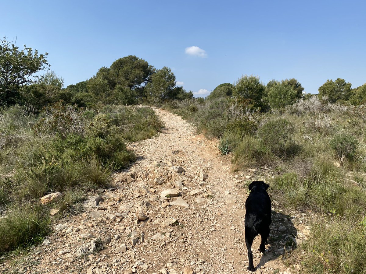 boromas's tweet photo. He crecido paseando por este pequeño monte, que finalmente el Ayuntamiento ha decidido arrasar. Crimen ecológico perpetrado por políticos tan ecologistas cuando se trata del Amazonas…

En fin, pinos, algarrobos, caminos, conejitos…mi perro y yo os echaremos de menos. https://t.co/WYnWHMKcn3